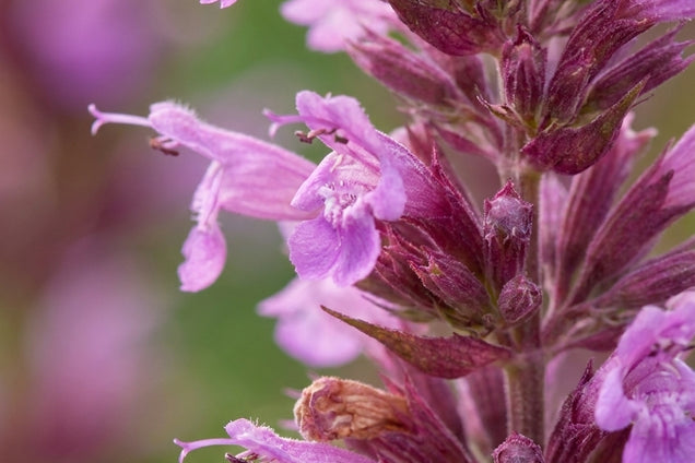 Agastache 'Linda' bloem