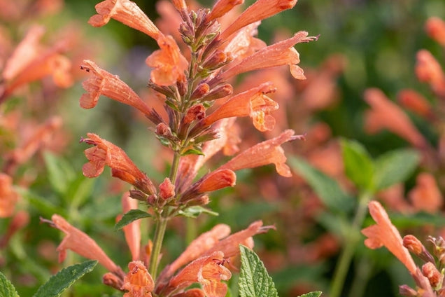 Agastache 'Mango Tango' bloem