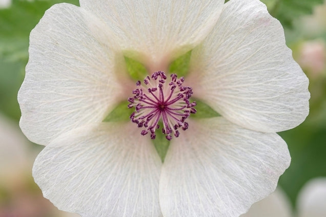 Alcalthaea suffrutescens 'Parkallee' bloem