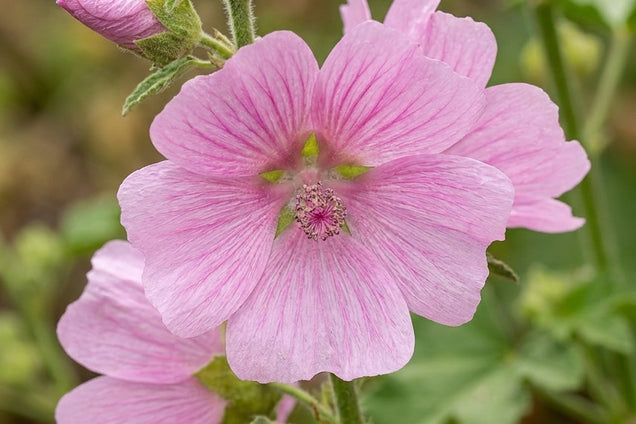 Alcalthaea suffrutescens 'Parkrondel' bloem