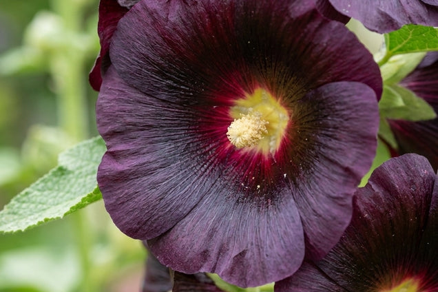 Alcea rosea 'Blacknight' bloem