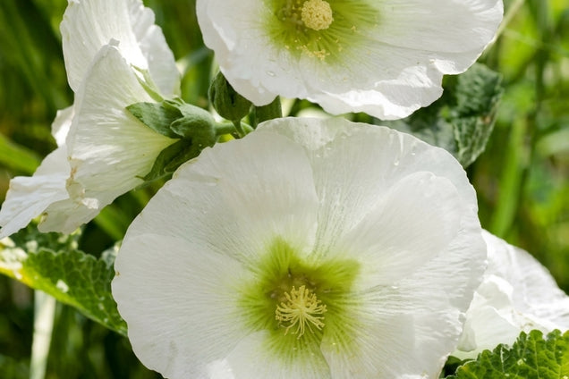 Alcea rosea 'Polarstar' bloem