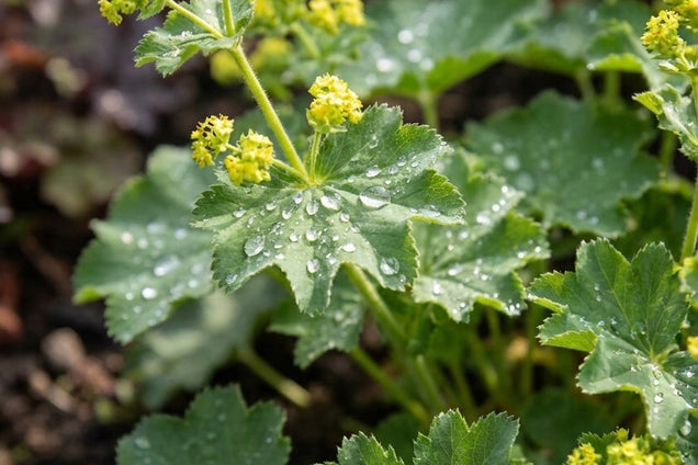 Alchemilla xanthochlora bloem