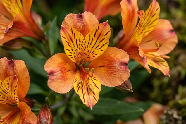 Alstroemeria 'Tesronto' bloem