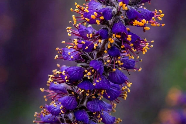 Amorpha canescens bloem