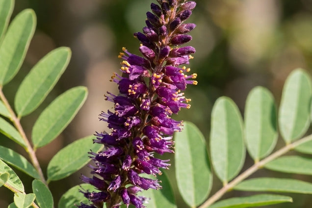 Amorpha fruticosa bloem