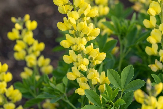 Baptisia 'Lemon Meringue' bloemen