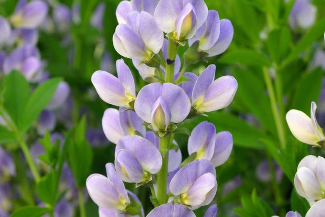 Baptisia 'Starlite' bloem