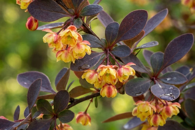 Berberis thunbergii 'Harlequin' bloem