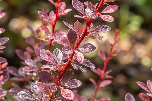 Berberis thunbergii 'Natasza' blad