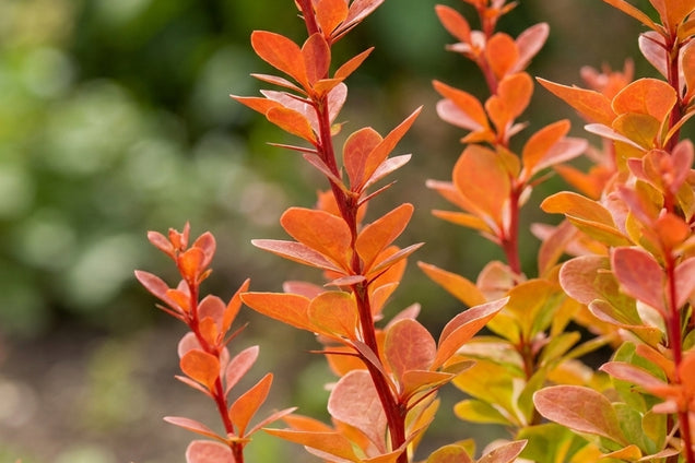 Berberis thunbergii 'Orange Rocket' blad