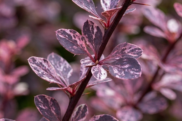 Berberis thunbergii 'Rose Glow' blad