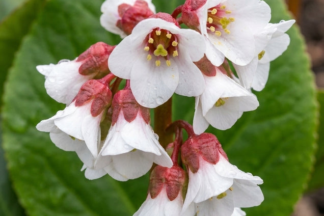 Bergenia 'Harzkristall' bloem