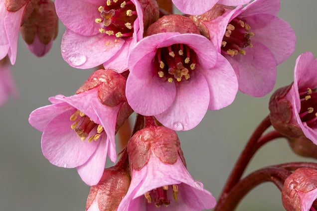 Bergenia 'Memelinks Pride' bloem