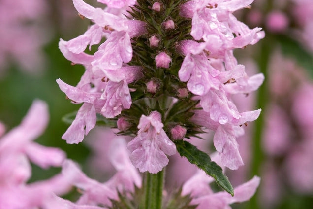 Betonica officinalis 'Summer Sweets' bloem
