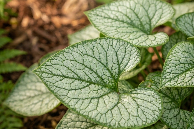 Brunnera macrophylla 'Jack of Diamonds' blad