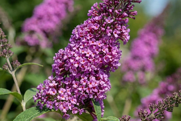 Buddleja davidii 'Ile de France' bloem