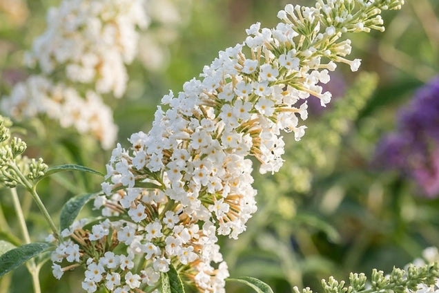 Buddleja davidii 'Nanho White' bloemen