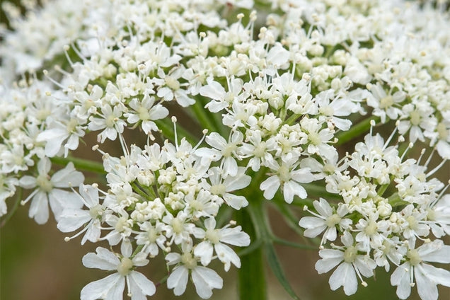 Bunium bulbocastanum bloem
