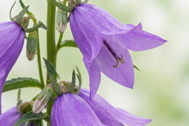 Campanula rapunculoides bloem