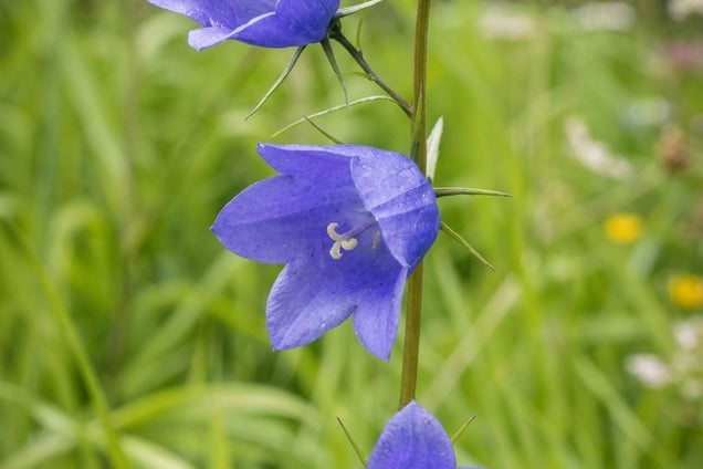 Campanula rotundifolia bloem