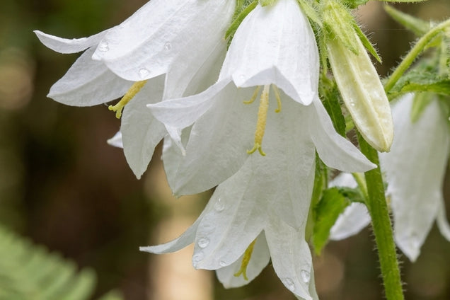 Campanula trachelium 'Alba' bloem
