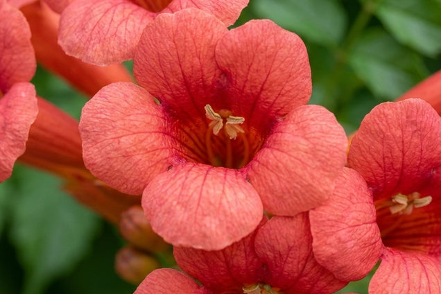 Campsis radicans 'Flamenco' bloem