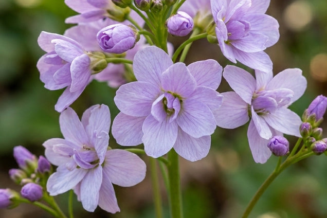Cardamine pratensis 'Flore pleno' bloem