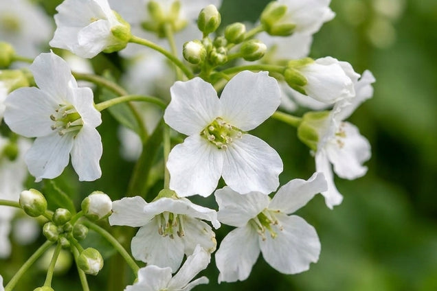 Cardamine trifolia bloem