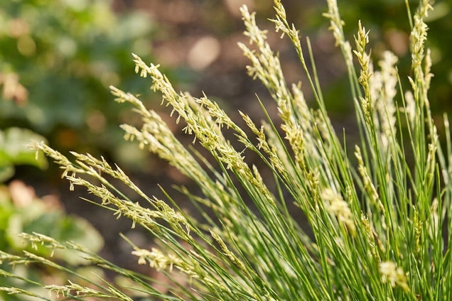 Carex bromoides halmen