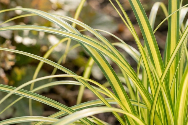 Carex oshimensis 'Everoro' blad