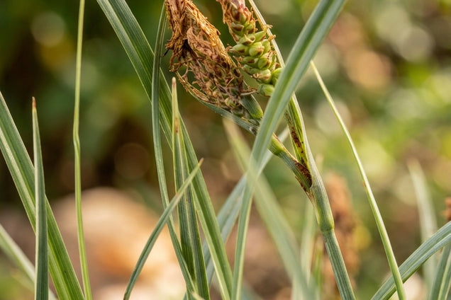 Carex panicea 'Pamira' pluim