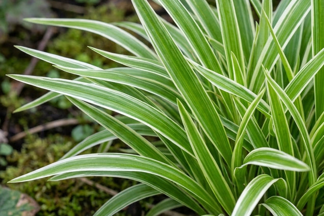 Carex siderosticta 'Variegata' blad