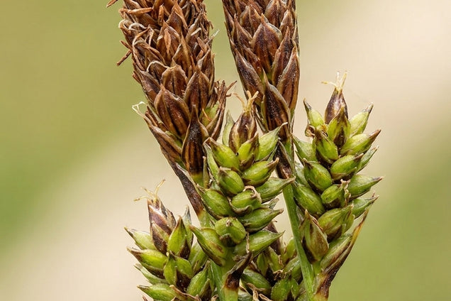 Carex umbrosa pluim