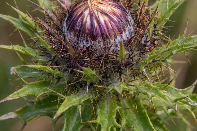 Carlina vulgaris bloem