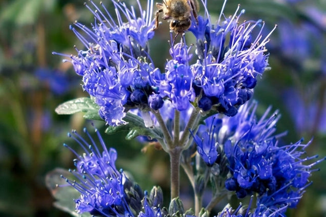 Caryopteris clandonensis 'Inoveris' bloem