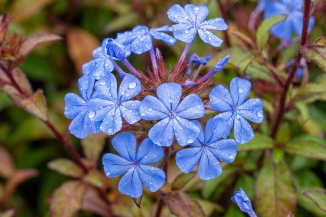 Ceratostigma willmottianum bloemen