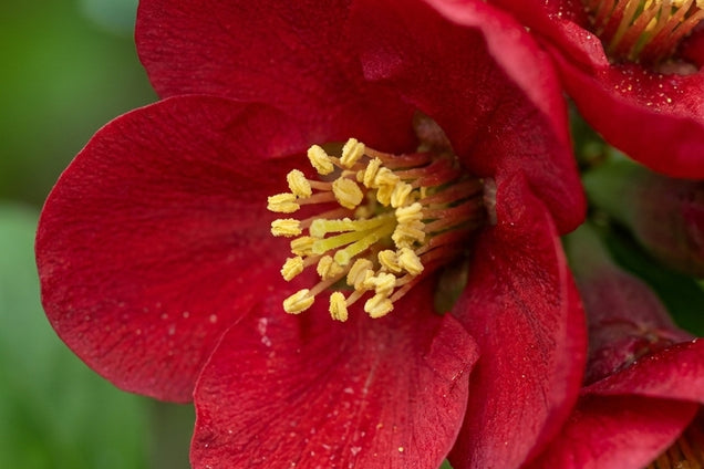 Chaenomeles speciosa 'Hot Fire' bloem