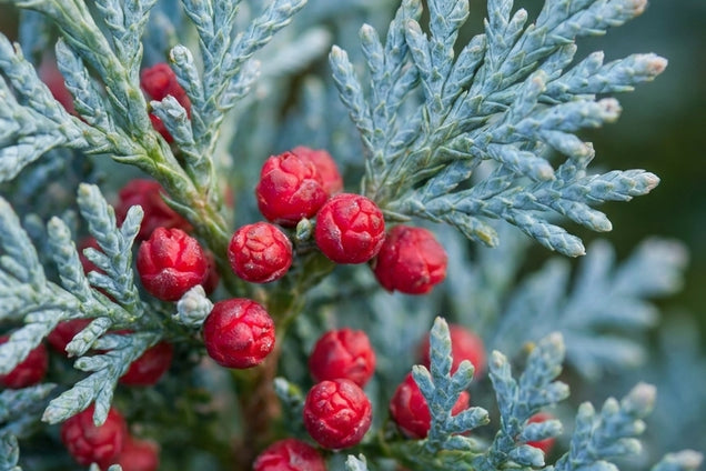 Chamaecyparis lawsoniana 'Columnaris' bloem