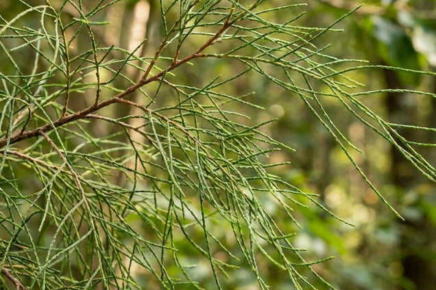Chamaecyparis lawsoniana 'Drooping Solo' naald