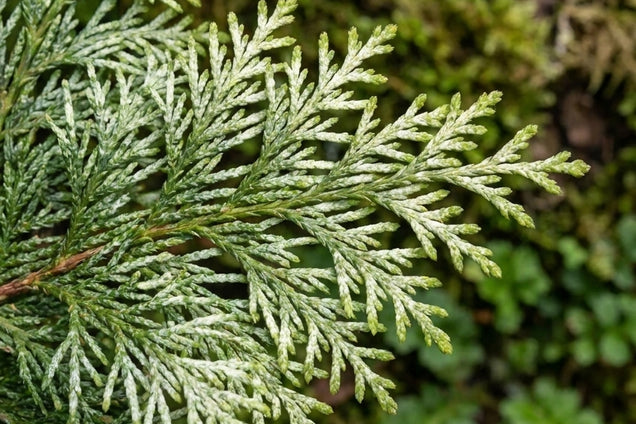Chamaecyparis lawsoniana 'Luna' naald