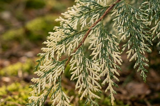 Chamaecyparis lawsoniana 'Pearly Swirls' naald