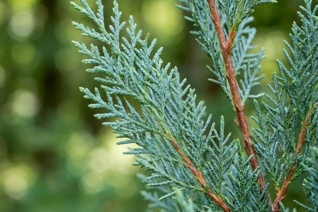 Chamaecyparis lawsoniana 'Pelt's Blue' naald