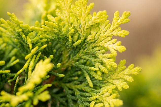 Chamaecyparis obtusa 'Aurora' naald