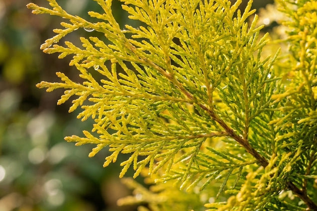 Chamaecyparis obtusa 'Fernspray Gold' naald