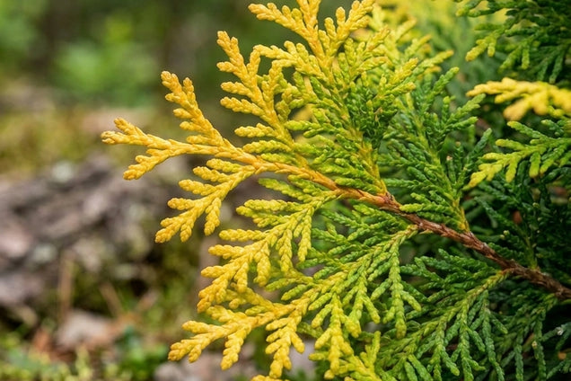 Chamaecyparis obtusa 'Melody' naald