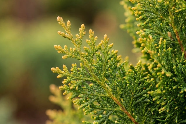 Chamaecyparis obtusa 'Rigid Dwarf' naald