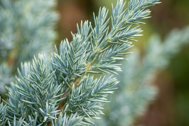 Chamaecyparis pisifera 'Blue Moon' naald