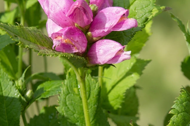 Chelone obliqua 'Archelospe' bloem