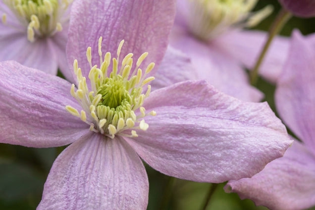 Clematis montana rubens bloem